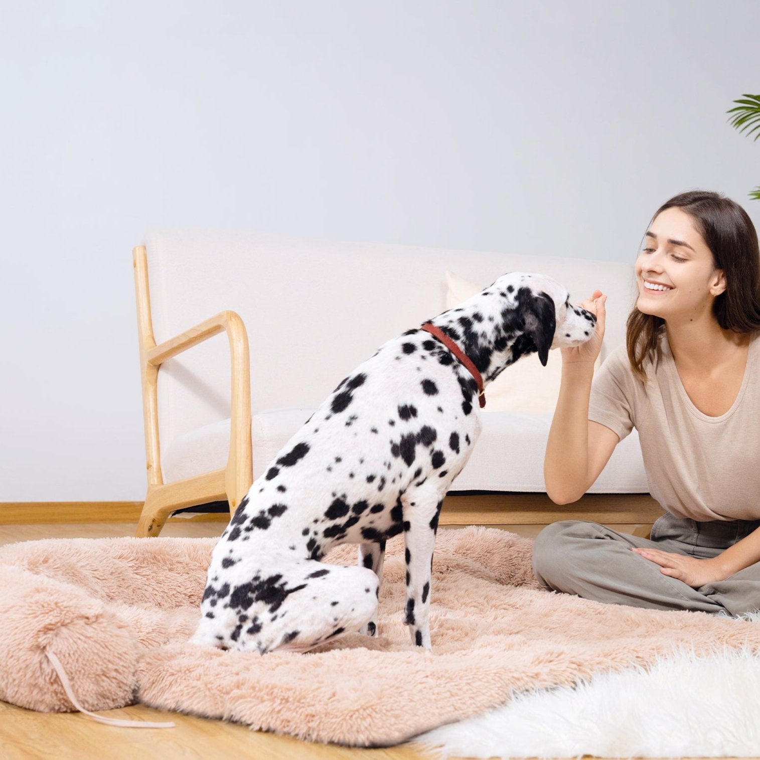SnooCam - Cama multifunción para perros